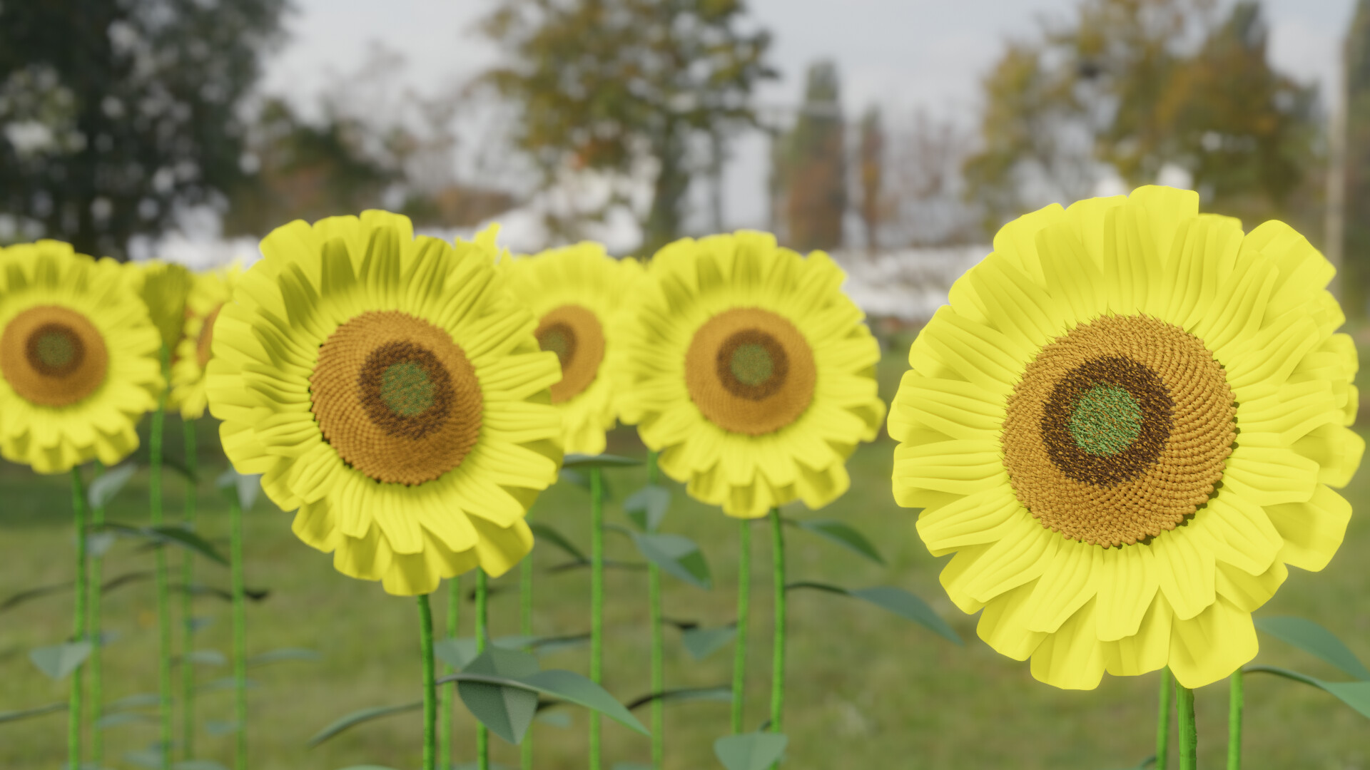 Sunflower